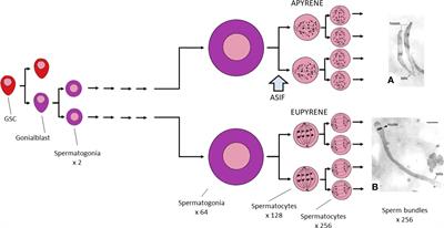 Corrigendum: Dichotomous sperm in Lepidopteran insects: a biorational target for pest management